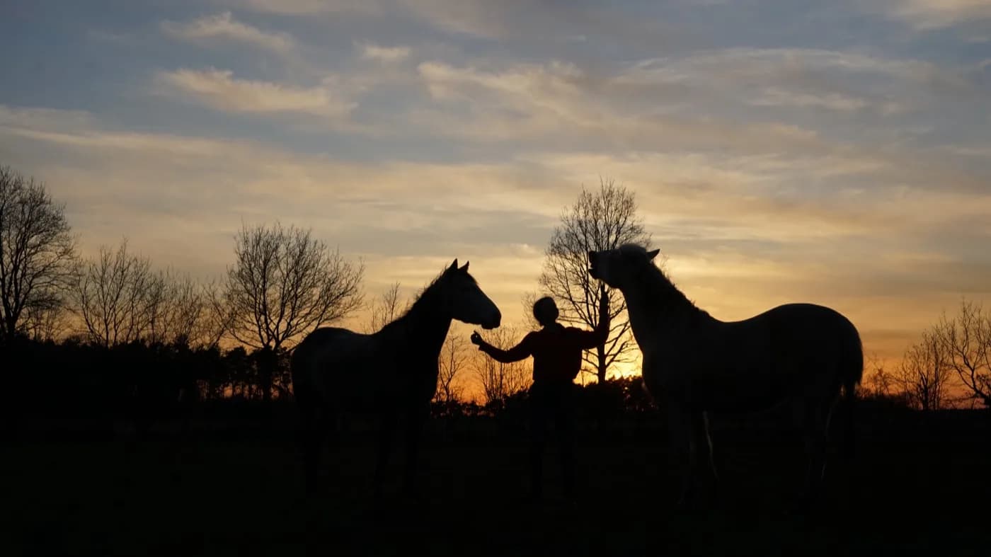Fiete steht bei Sonnenuntergang als Silhouette zwischen zwei Pferden auf der Weide